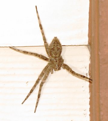 White-Banded Fishing Spider