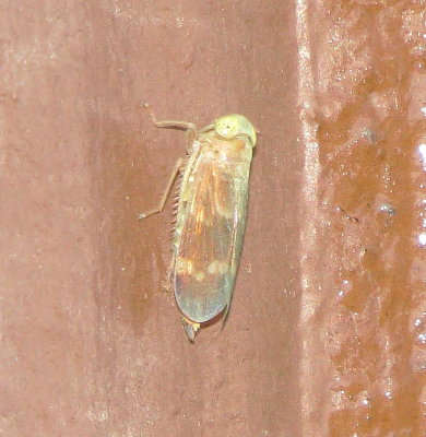 Coppery Leafhopper