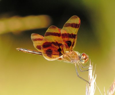Halloween Pennant