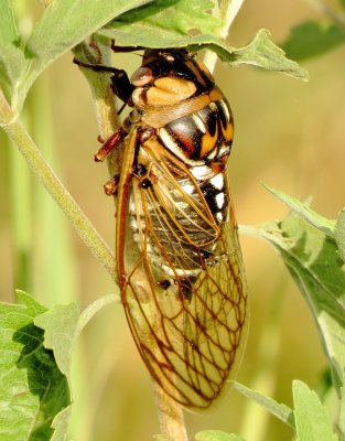 Bush Cicada