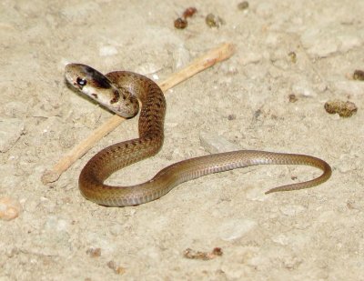 Dekay's Brownsnake