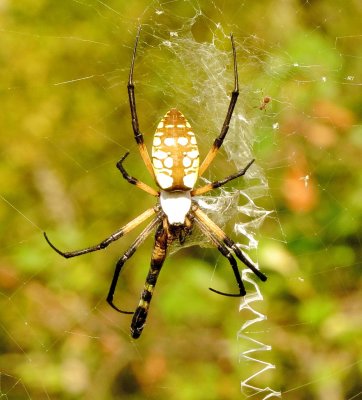 Yellow Garden Spider