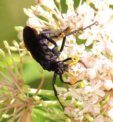 Blue-Black Spider Wasp Species