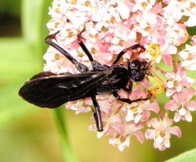 Blue-Black Spider Wasp Species