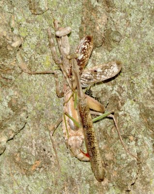 Carolina Mantis