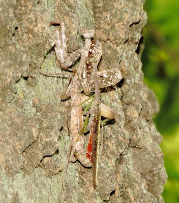 Carolina Mantis