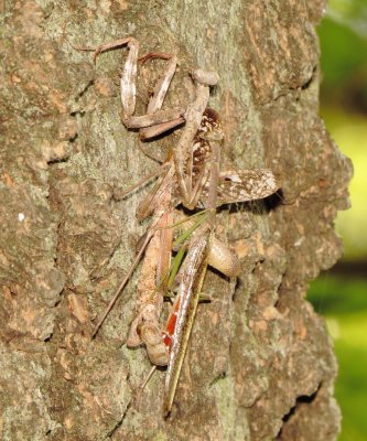Carolina Mantis