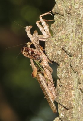 Carolina Mantis