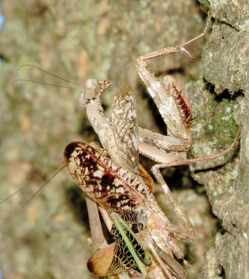 Carolina Mantis