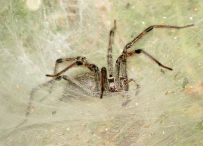Grass Spider Species