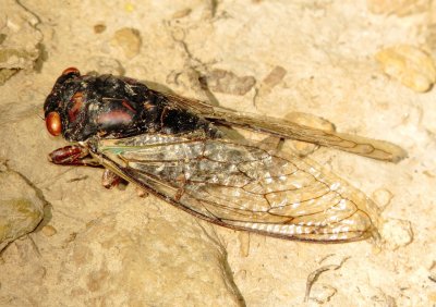Translucent Cicada Species