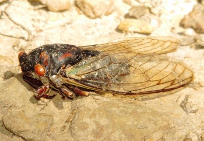 Translucent Cicada Species
