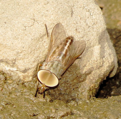Horse Fly Species