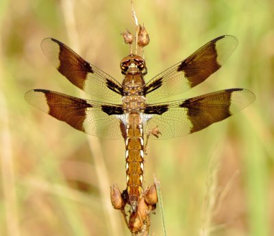 Common Whitetail