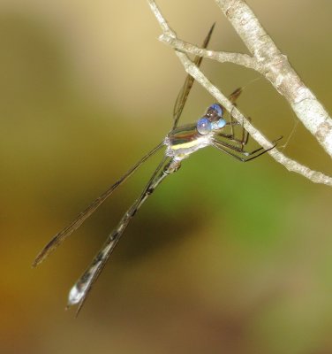 Great Spreadwing