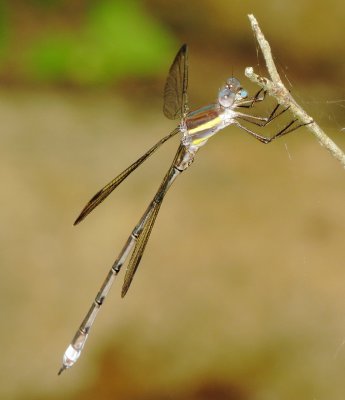 Great Spreadwing