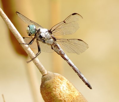 Great Blue Skimmer