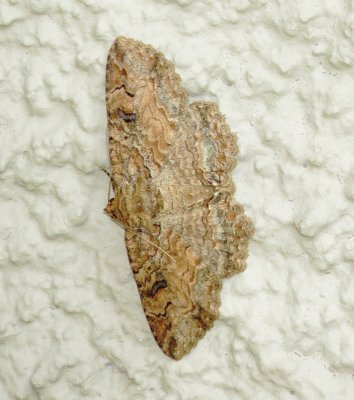 Maple Zale Moth