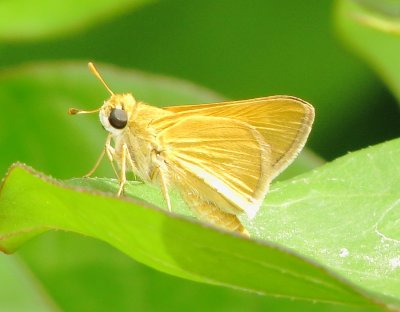 Delaware Skipper