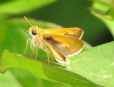 Delaware Skipper