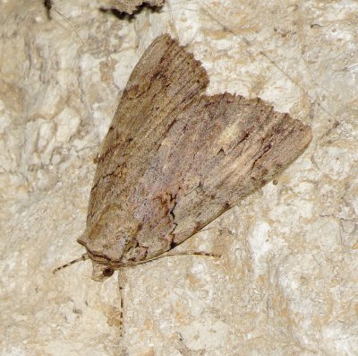 Underwing Moth Species