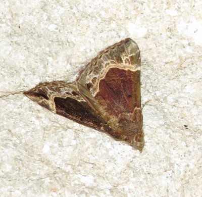 White-Lined Snout