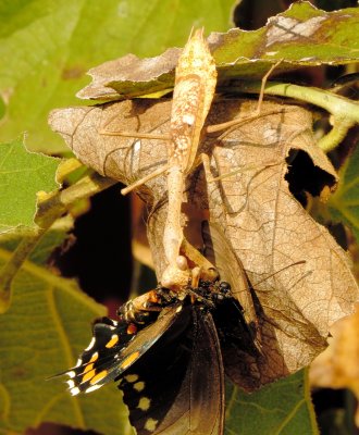 Carolina Mantis