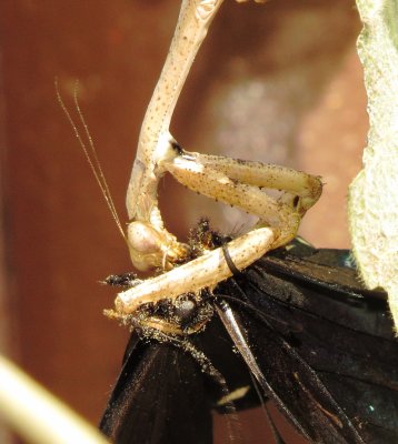 Carolina Mantis