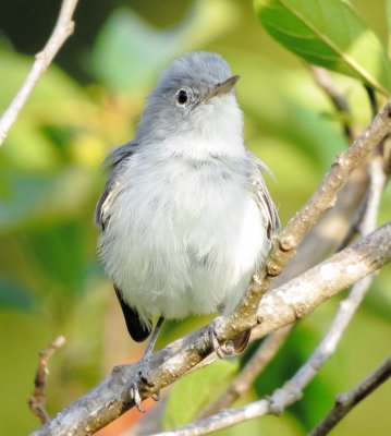 Blue-Gray Gnatcatcher