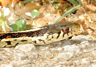 Common Garter Snake