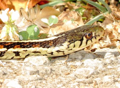 Common Garter Snake