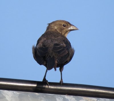 Brown-Headed Cowbird