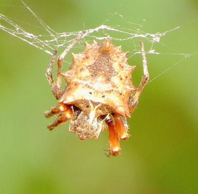 Starbellied Orbweaver