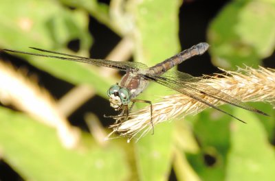 Great Blue Skimmer