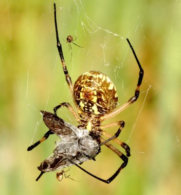 Yellow Garden Spider