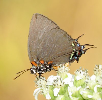 Great Purple Hairstreak