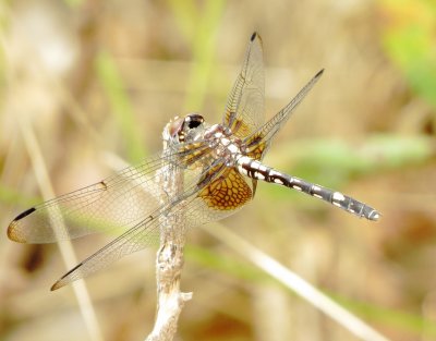 Checkered Setwing