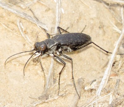 Large Grassland Tiger Beetle