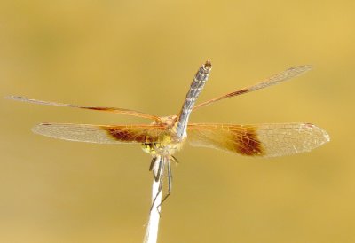 Band-Winged Meadowhawk