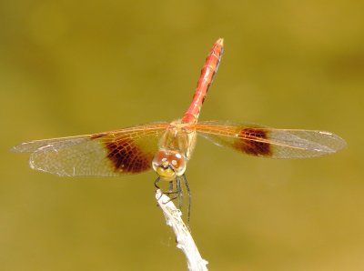 Band-Winged Meadowhawk