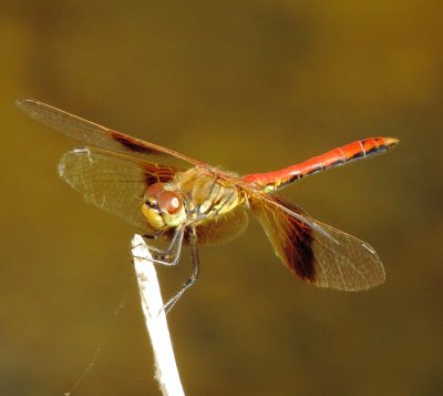 Band-Winged Meadowhawk