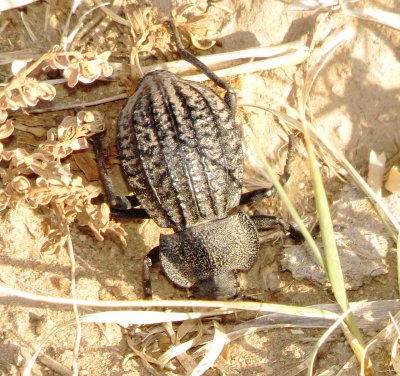Philolithus Sordidus