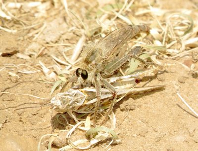 Scleropogon Picticornis