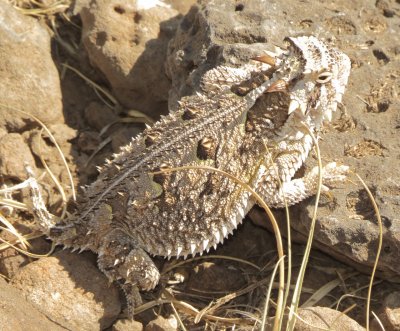 Texas Horned Lizard