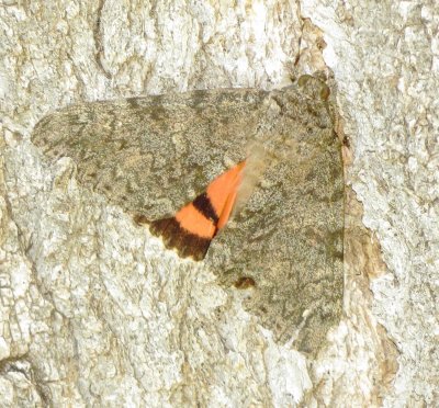 Joined Underwing Moth