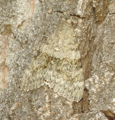 Joined Underwing Moth