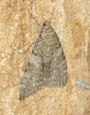 Joined Underwing Moth