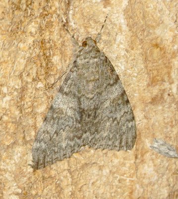 Joined Underwing Moth