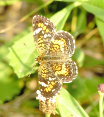 Phaon Crescent