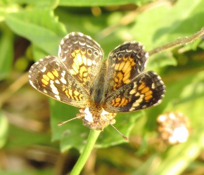 Phaon Crescent